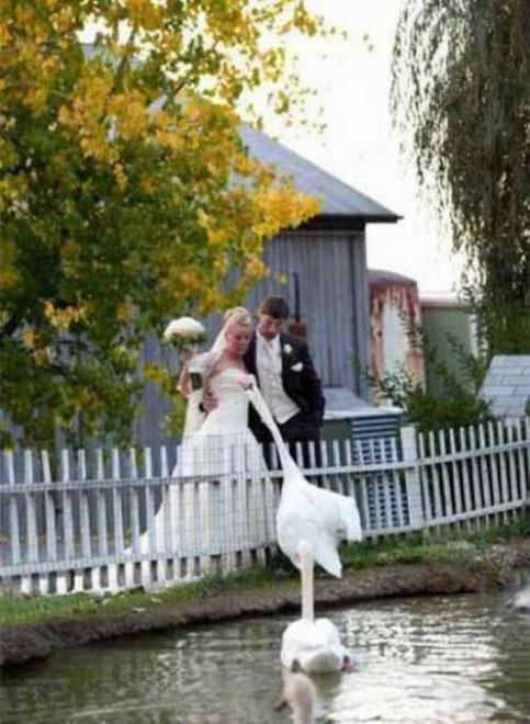 Забавные свадебные фотографии (29 фото)