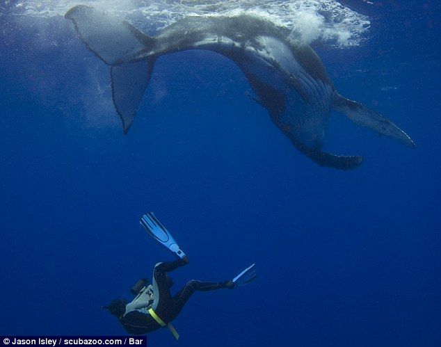 Поздоровался с китом (4 фото)
