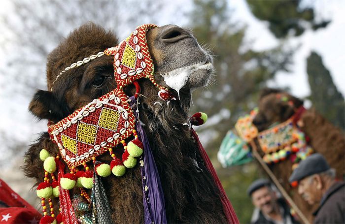 Верблюжьи бои в Турции (13 фото)