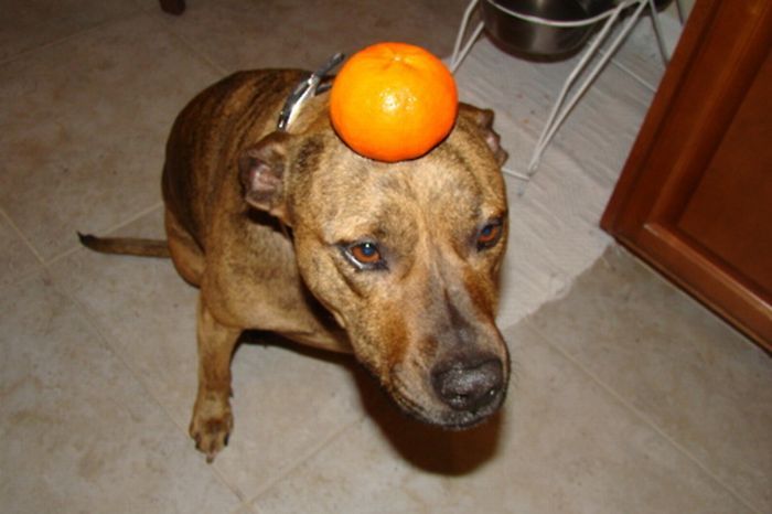 Собака, которая не любит еду (59 фото)