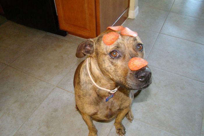 Собака, которая не любит еду (59 фото)