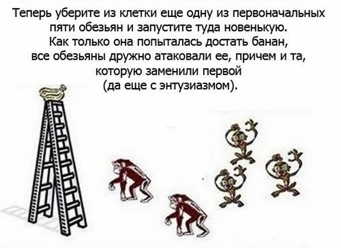 Как обезьяны демонстрируют основные понятия о человеке (8 фото)