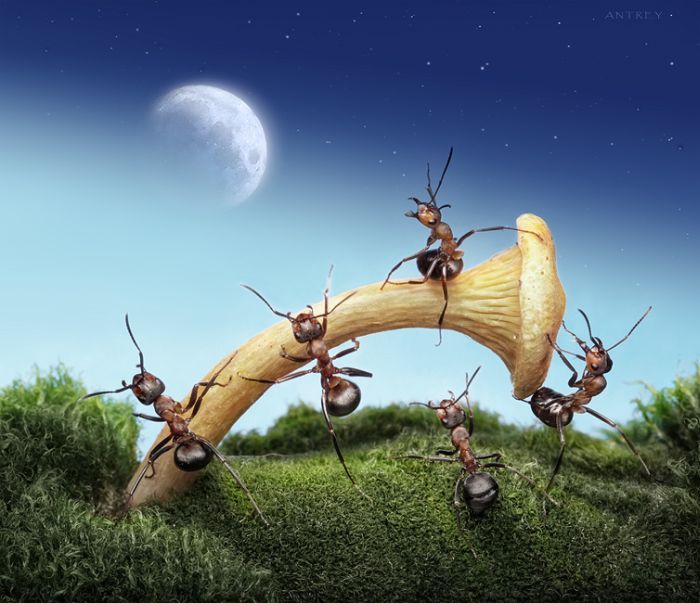 Жизнь муравьев (28 фото)