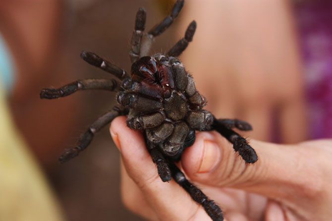 паук, тарантул, камбоджа