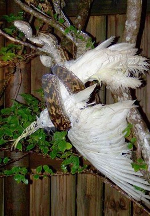 Домашний какаду решил вылететь во двор, где его уже поджидал питон. Птицу спасти не удалось.
