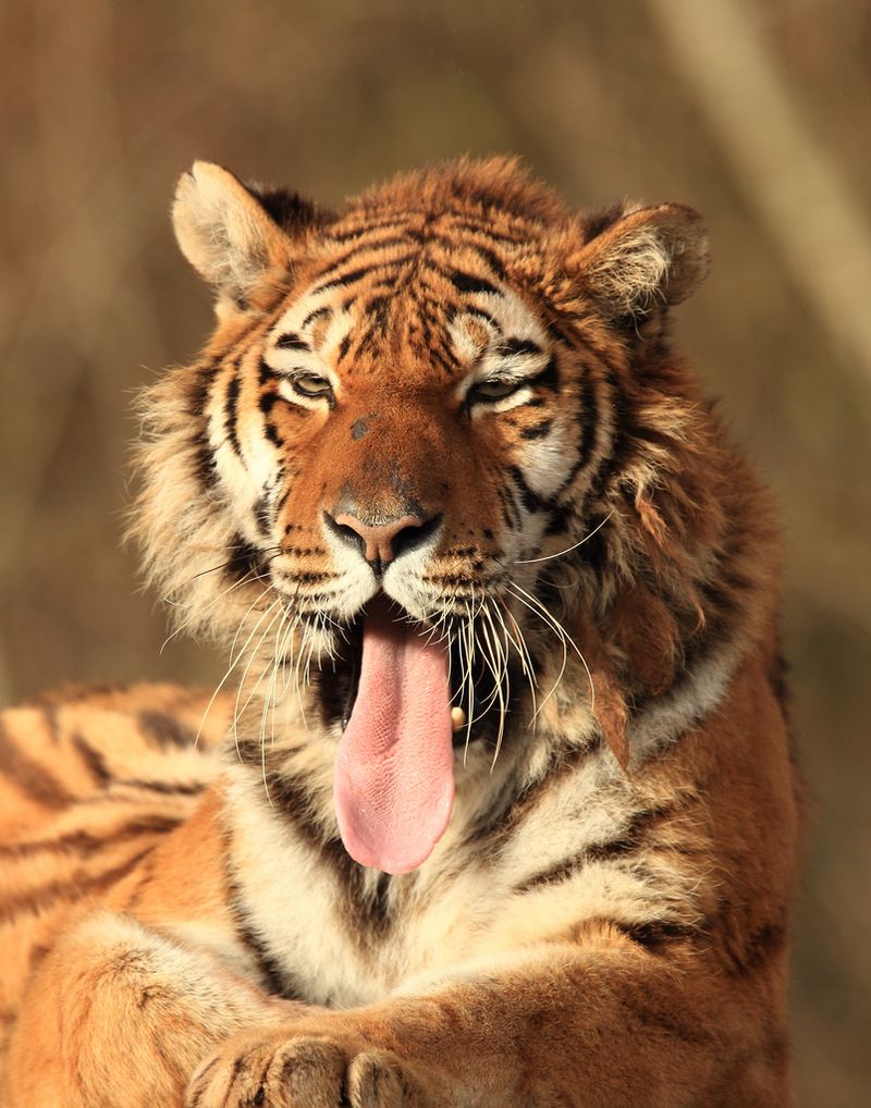 Амурские тигры (7 фото)