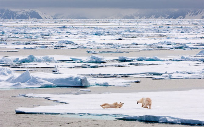 Полярные медведи выходят из берлог после зимовки (14 фото)