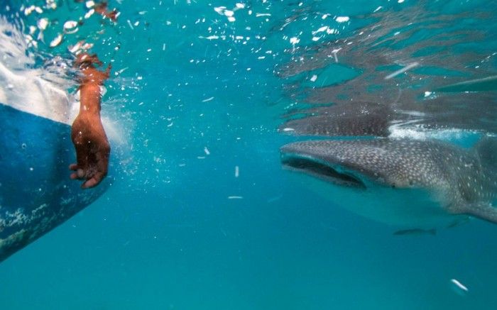акула, тигровая акула, под водой, аквалангист, турист