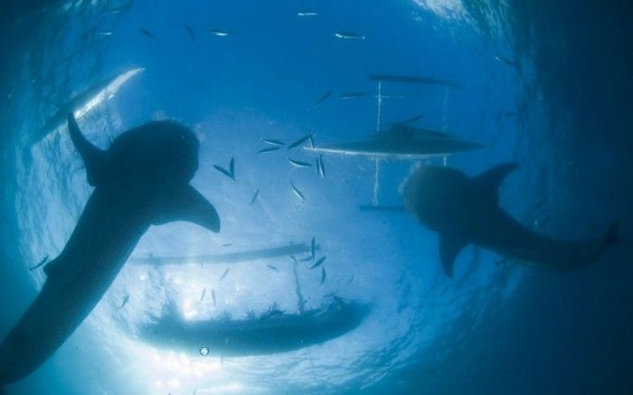 акула, тигровая акула, под водой, аквалангист, турист