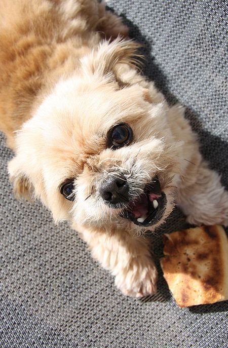 Прикольные собаки, которые души не чают в пицце (20 фото)