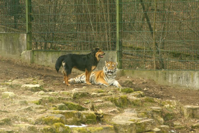 Новый друг тигра (20 фото)