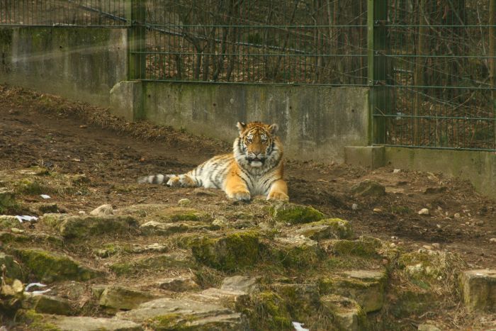 Новый друг тигра (20 фото)
