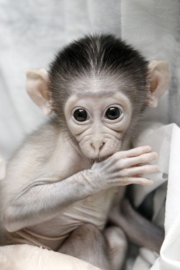 Очень стеснительная обезьянка (8 фото)