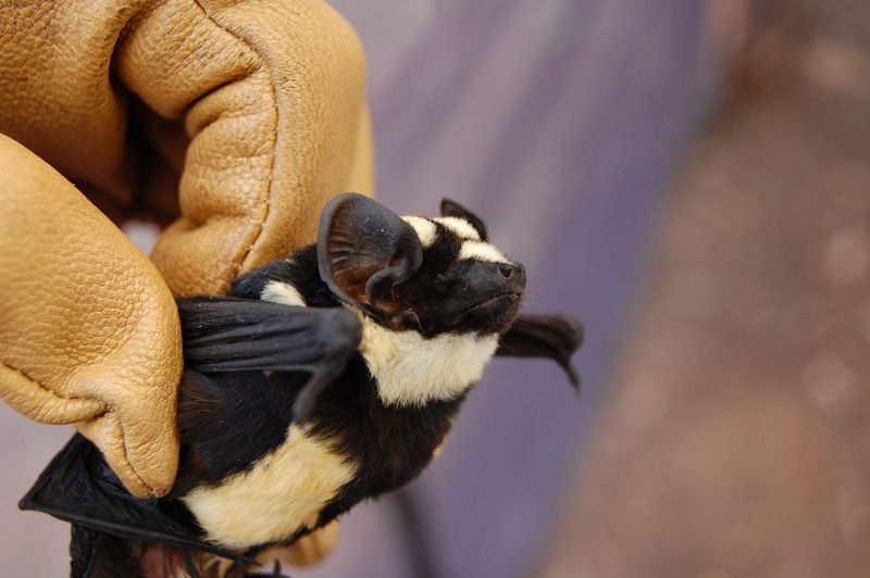  Впервые обнаружена летучая мышь-панду (3 фото)