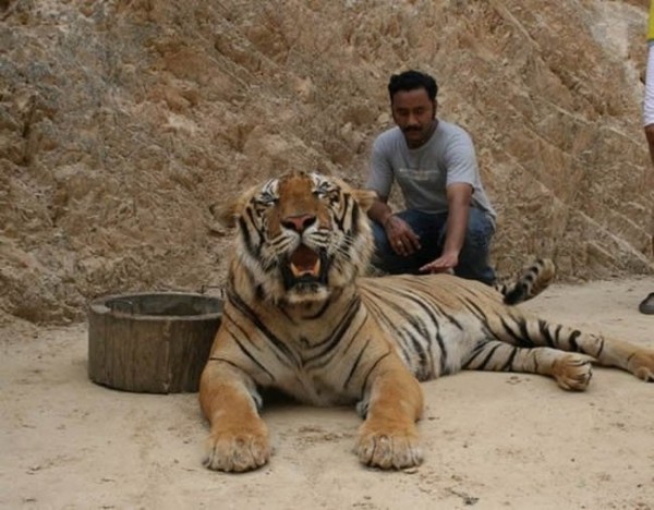 тайланд, тигр