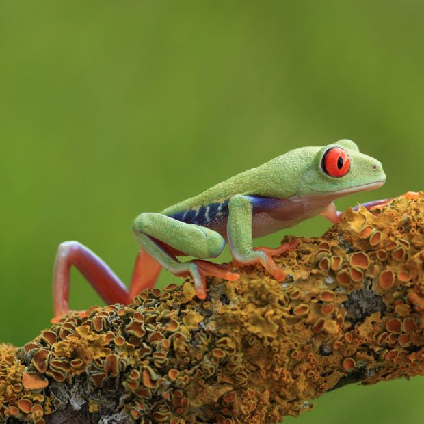 Разноцветные лягушки (15 фото)