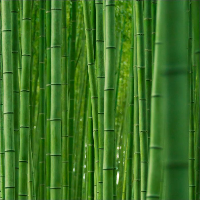 Бамбуковый лес (12 фото)