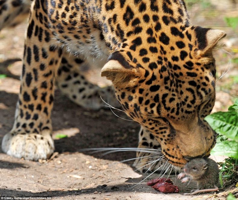 Обокрал леопарда (3 фото)