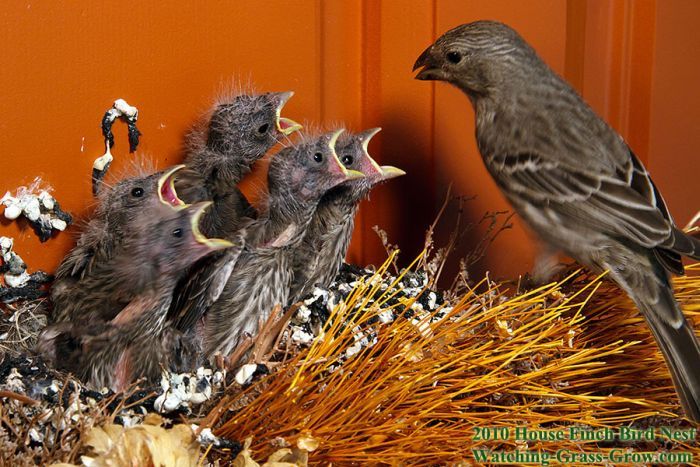 Птицы свили гнездо в рождественском венке (24 фото)