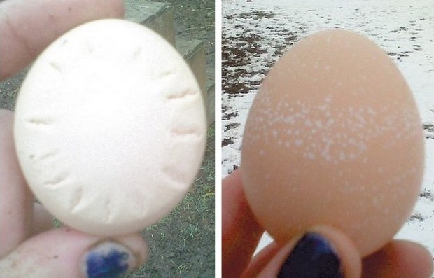 Как определять погоду по яйцам (2 фото)