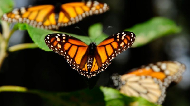 Миграция бабочек – монархов (26 фото)