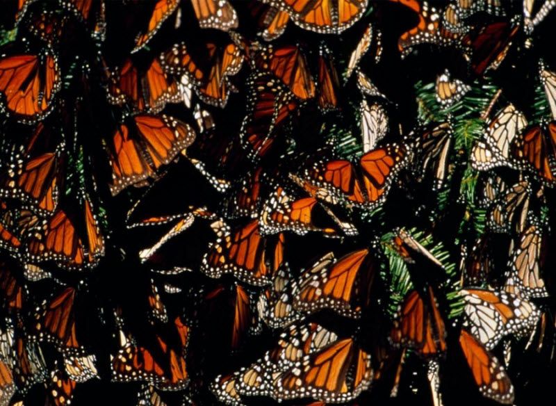 Миграция бабочек – монархов (26 фото)