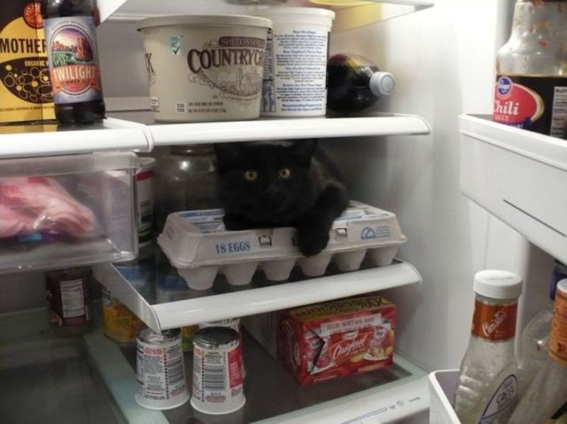 Открываешь холодильник, а там кот (30 фото)