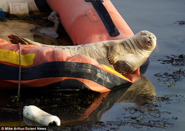 Тюлень принимает солнечную ванну (3 фото)