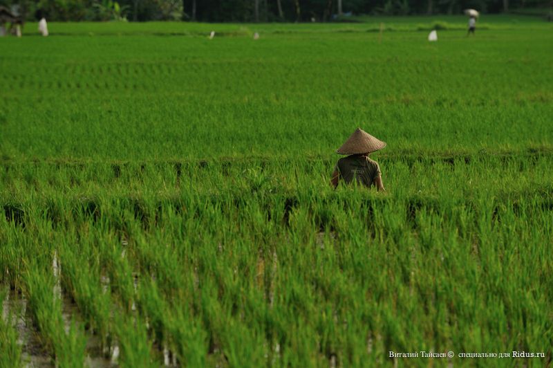 индонезия, выращивание, рис