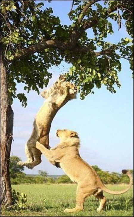 Необычная борьба львов (7 фото)