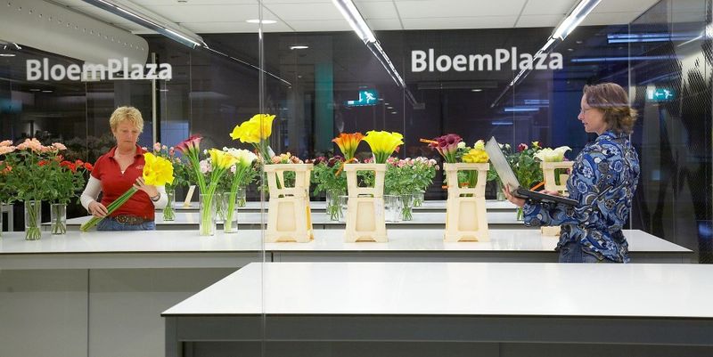 Цветочный аукцион FloraHolland в Голландии (14 фото)