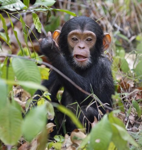 Маленький шимпанзе становится самостоятельным (5 фото)