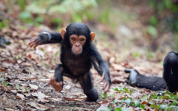 Маленький шимпанзе становится самостоятельным (5 фото)