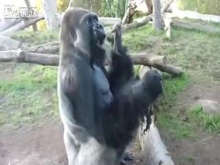 Мерзкая горилла