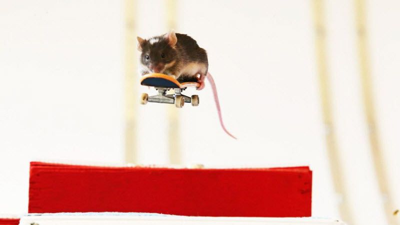 Экстремальные грызуны на скейтбордах (15 фото)