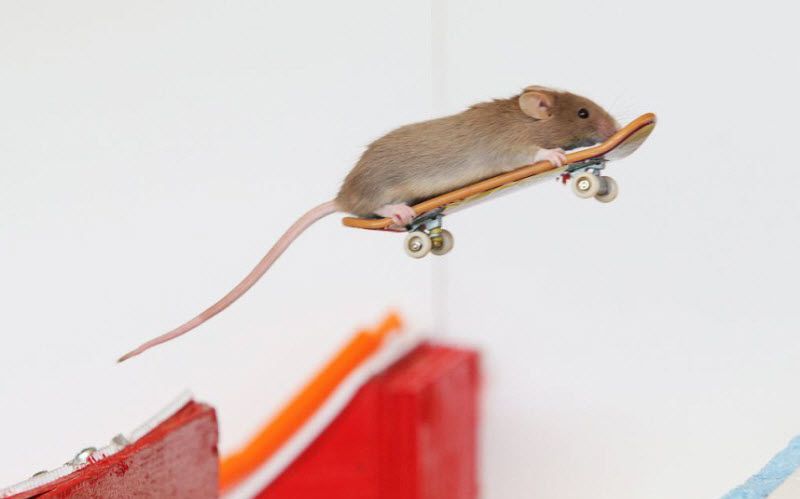Экстремальные грызуны на скейтбордах (15 фото)