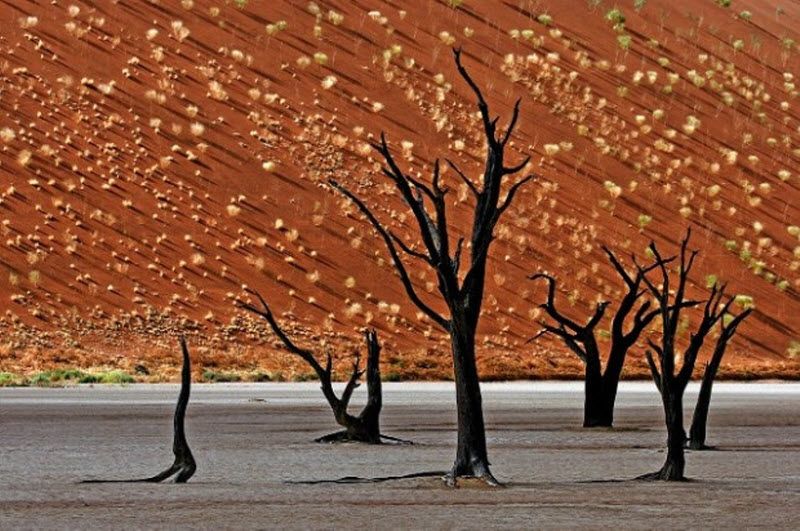 17. Деревья в Соссусвлеи, Намибия, видели дни получше. (Lonely Planet's 100 Million Competition / Harry Laub)