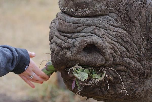 Носорог. Интересные факты об удивительном животном (10 фото)
