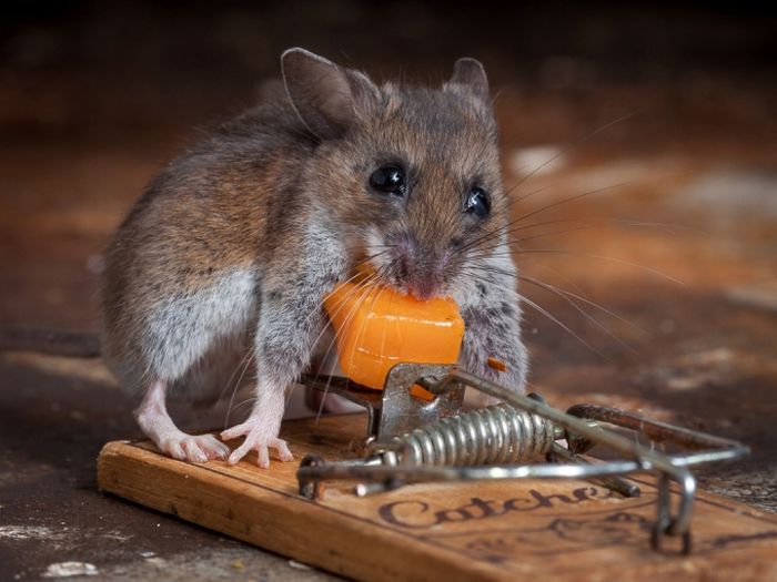 Везучая мышь (20 фото)