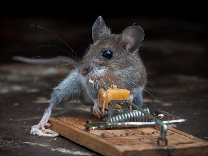 Везучая мышь (20 фото)