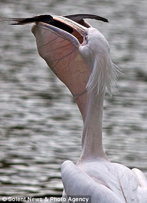 Голубь угодил в пасть пеликана (4 фото)
