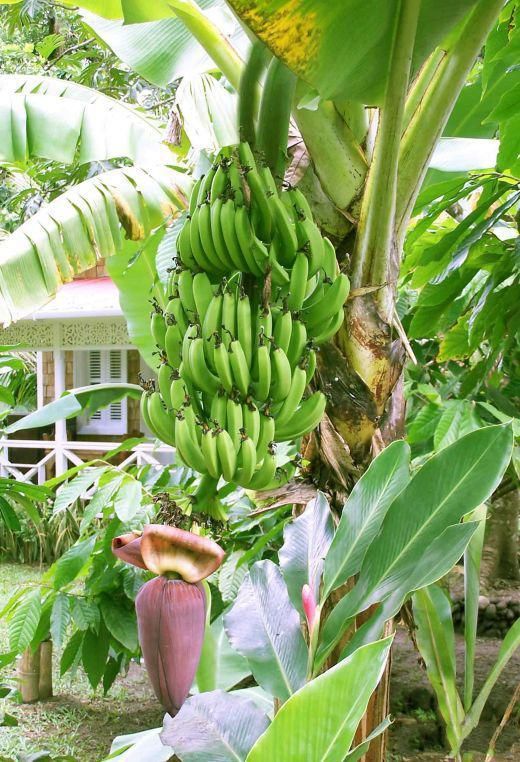 БананыbrБанановые деревья на самом деле не деревья, а гигантская трава. Большой ствол является так называемым травяным псевдостволом, на котором вырастает гроздь желтых, зеленых или красных бананов. После этот псевдоствол погибает, а на его месте вырастает новый. Улавливаете разницу — у деревьев он постоянный, у травы «одноразовый». Небольшие связки бананов, который продаются у нас, не являются гроздями — это их маленькие фрагменты, а масса грозди может достигать до 50 килограмм. Бананы, которые мы кушаем, особые — их специально разводят, чтобы внутри не было семечек, таким образом вы не сможете вырастить банан из купленного. Плоды диких бананов содержат много крупных косточек.