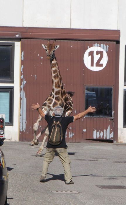 Побег жирафа из зоопарка (13 фото)