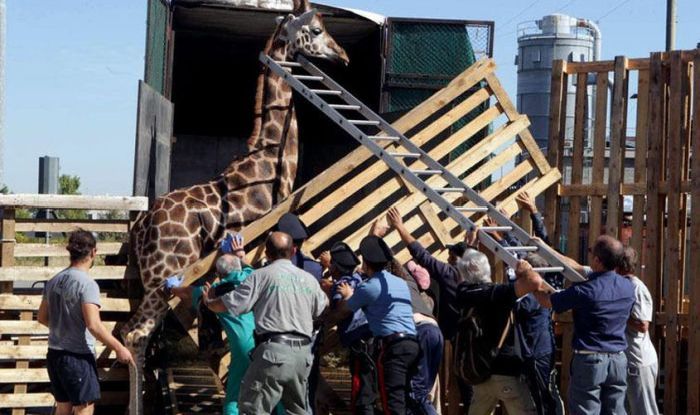 Побег жирафа из зоопарка (13 фото)