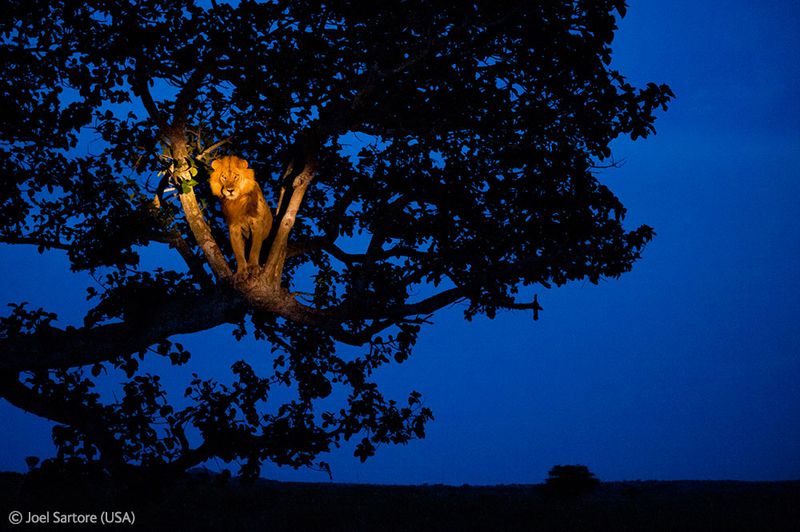 Победители Wildlife Photographer of the Year 2012 (39 фото)