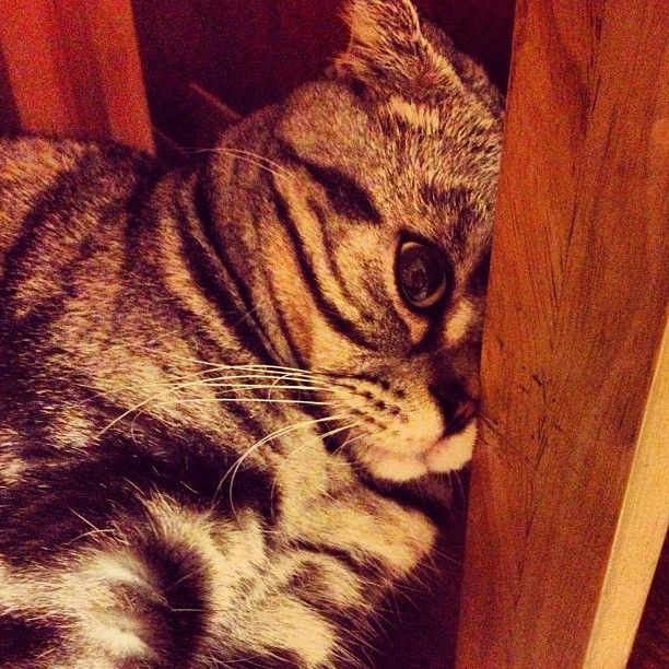 Кошка Шиши Мару - звезда Instagram* (55 фото)
