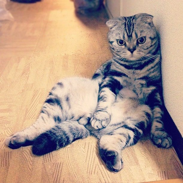 Кошка Шиши Мару - звезда Instagram* (55 фото)