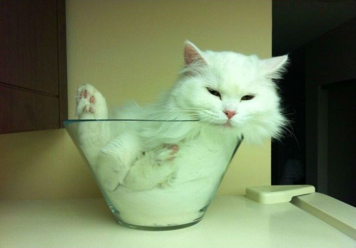 Кошка - вещество, которое может принимать форму любой емкости (3 фото)