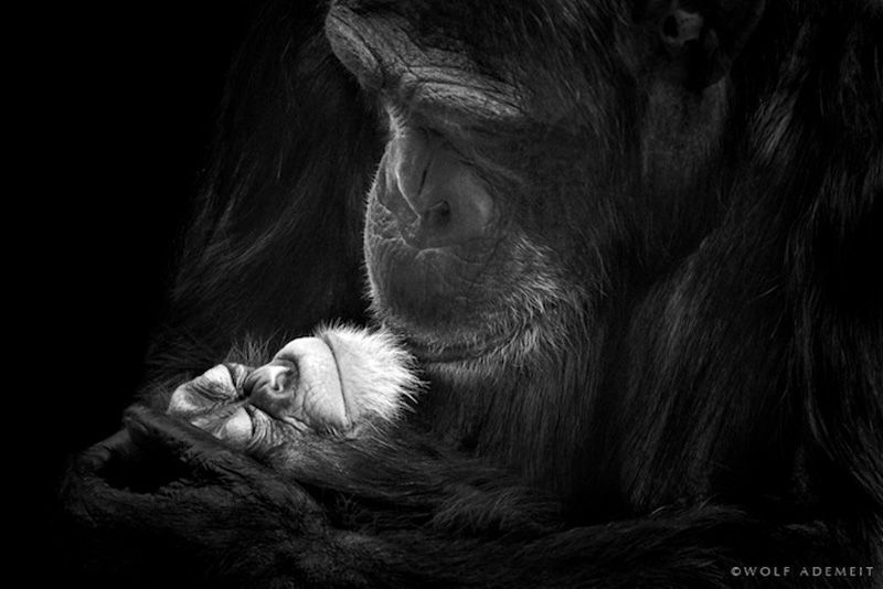 Черно-белые портреты животных в зоопарке (15 фото)