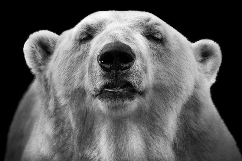 Черно-белые портреты животных в зоопарке (15 фото)